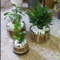 گل طبیعی|گل و گیاه طبیعی|بیرانوند, |دیوار