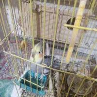 عروس هلندی