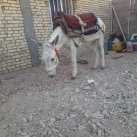 خر نر|حیوانات مزرعه|بهبهان, |دیوار