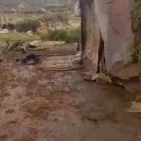 فروش ۲۰راس گوسفند زاییده