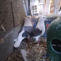 کبوتر دم سفید . دوکت . سرخ|پرنده|شهرضا, |دیوار