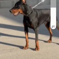 دوبرمن|سگ|بومهن, |دیوار