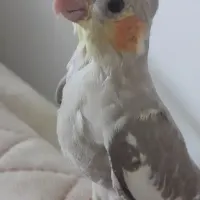 جوجه نرم خور۲ماهه