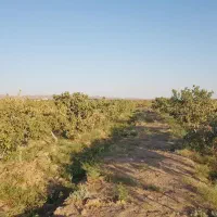 زمین پسته به همراه آب