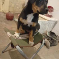 توله سگ ماده میکس ژرمن و رتوایلر