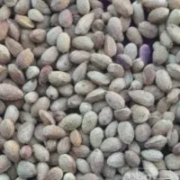 پسته رو آبی و پوک خریداریم