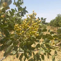 زمین ۱۱۱۲ متر ۴ قواره ویلایی/ باغی لب راه اصلی|فروش زمین و ملک کلنگی|لاهیجان, انقلاب|دیوار