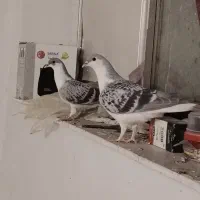 کفتر امری مگسی