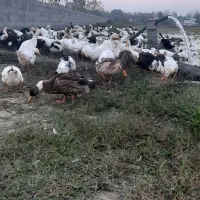 اوردک پرورشی .تعداد بالا فروشی|حیوانات مزرعه|تولم شهر, |دیوار