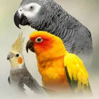 خریدار فروش کاسکو شاه طوطی ملنگو گیرینچیک راهب