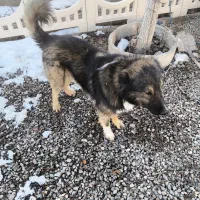 سگ سرابی|سگ|قزوین, |دیوار