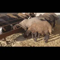 بره ماده های هترو وهمو