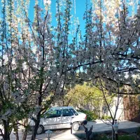 اجاره خانه باغ سپیدان هماشهر