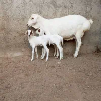 میش دوقلوزا