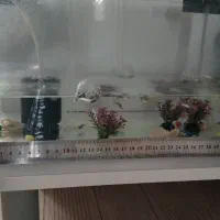 آکواریوم شیشه خم با ماهی با پمپ و...|ماهی|الوند, |دیوار