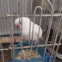 راهب البینو