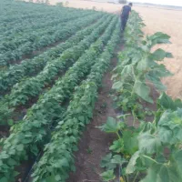 زمین کشاورزی