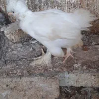 فروش جوجه سلطان و لهستانی|حیوانات مزرعه|خرمدشت, |دیوار