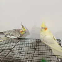 طوطی عروس هلندی
