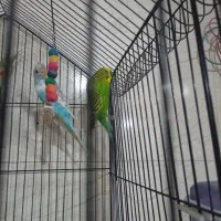 دومرغ عشق مست