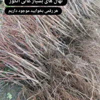 آغاز پیش فروش انواع  نهال های میوه و صنوبر