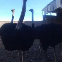 ۴ خانواده شترمرغ مولد|حیوانات مزرعه|مشهد, ادیب نیشابوری (شهرک غرب)|دیوار