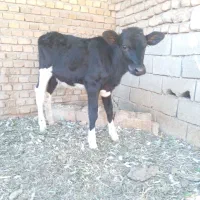 گوساله|حیوانات مزرعه|تهران, گیشا|دیوار