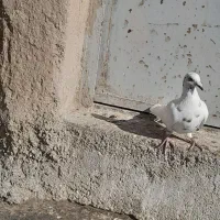 کبوتر|پرنده|قوچان, |دیوار