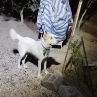 لاس ۲ ساله آدمی سفت|سگ|ورامین, شهرک مدرس|دیوار