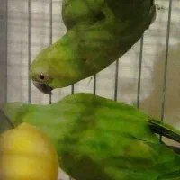 فروش شش عدد عروس هلندی طوطی ملنگو|پرنده|قدس, شهرقدس|دیوار