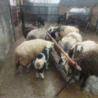 میش بره دار بز قوری