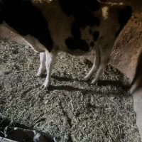 یک گوساله اصلاح شده داشتی|حیوانات مزرعه|ماهان, |دیوار