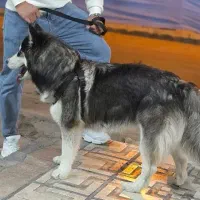 سک هاسکی اصل