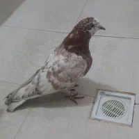 کفتریاکبوتر