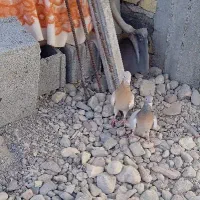 کبوتر|پرنده|فسا, |دیوار