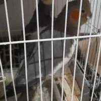 عروس هلندی مولد با جوجه