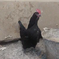 مرغ گلین و ست کوشین