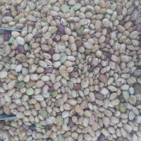 لوبیا چیتی