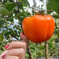 نهال/گل/نهالستان/گیلان