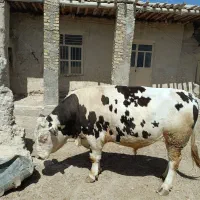 گوساله سیمنتال