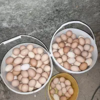 شونه ای۷۰۰    کارتنی ۴۲۰۰  زرده نارنجی