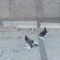 ۵ عددکفتر جوجه