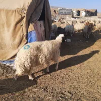 میش داشتی طلا|حیوانات مزرعه|ملکشاهی, |دیوار