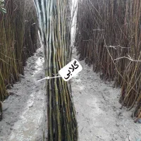 تولیــدوتوزیــع نــهال|خدمات باغبانی و درختکاری|خلخال, |دیوار