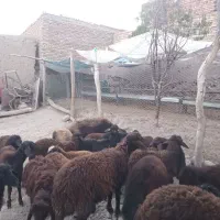 بره  قزل افشار دامازدخ،گوسفند