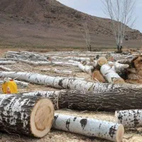 خرید انواع چوب قلمه و بید و گردو و..