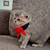 بریتیش بلو گلد|گربه|کرج, فاز ۲ مهرشهر|دیوار