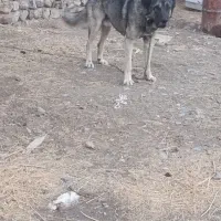 سگ سرابی|سگ|کندوان, |دیوار