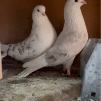 کبوتر پشت هوما