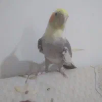 عروس هلندی آلبینو و ابلغ